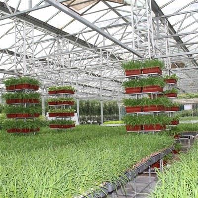 Glass Hydroponics Greenhouse