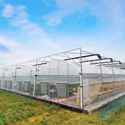 Large Film Greenhouse6