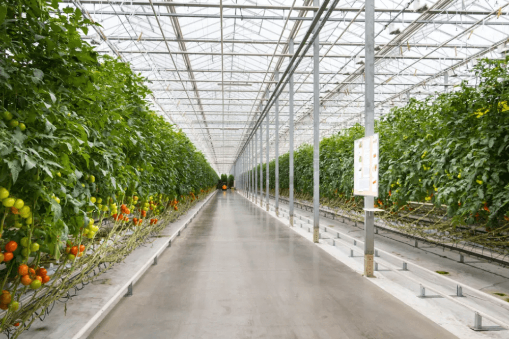 Glass Commercial Greenhouse Glass Commercial Greenhouse